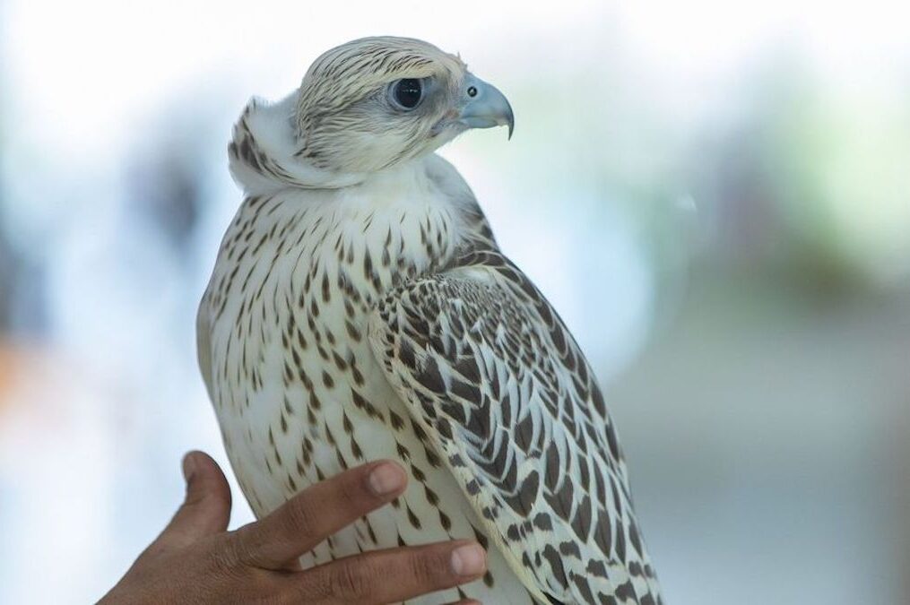 Saudi Arabia Launches Falcon Conservation Program With Global Ambition