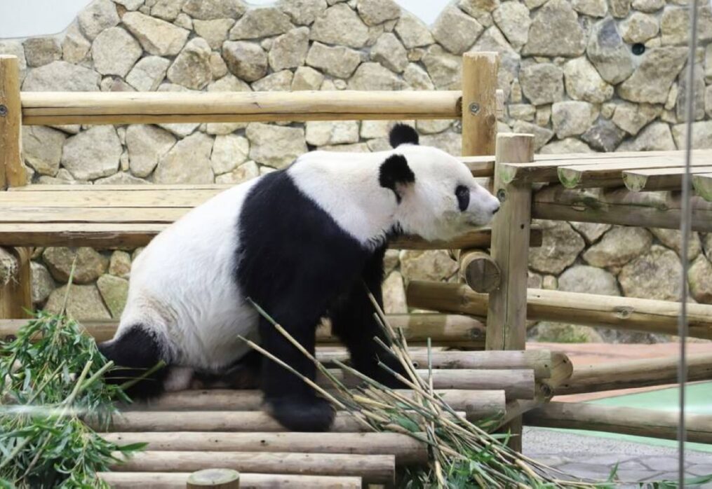 Panda appointed Sino-Japan friendship envoy