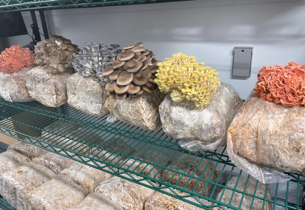 From shipping container to table: Adapt brings urban mushroom farms to US